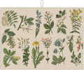 Vintage Color Plants Herbs Floral Microfiber Dish Drying Mat For Kitchen Countertop Xl Absorbent Reversible Drainer Rack Pad Extra Large 18 X 24 Inch